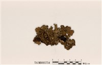 藏品(島衣屬)的圖片